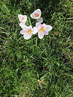 Photo by Sheila Webber of crocus in February 2024